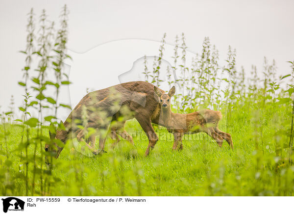 Reh / roe deer / PW-15559