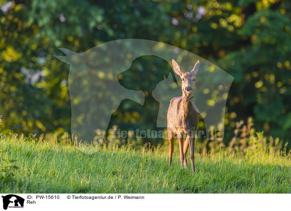 Reh / roe deer / PW-15610