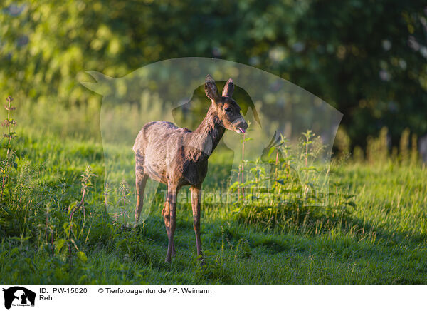 Reh / roe deer / PW-15620