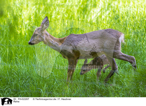 Rehe / FH-02287