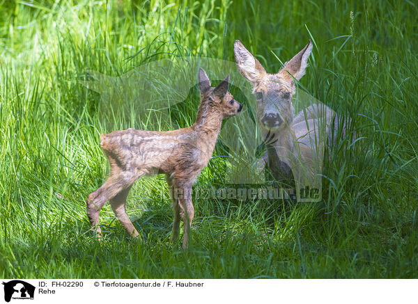 Rehe / roe deer / FH-02290