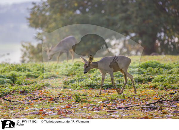 Rehe / roe deer / PW-17192