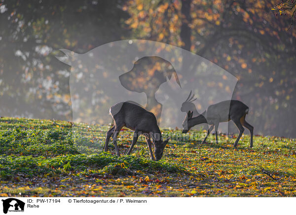 Rehe / roe deer / PW-17194