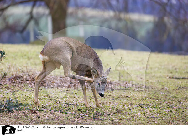Reh / roe deer / PW-17207