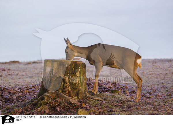 Reh / roe deer / PW-17215