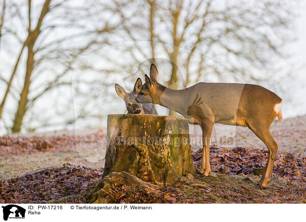 Rehe / roe deers / PW-17216