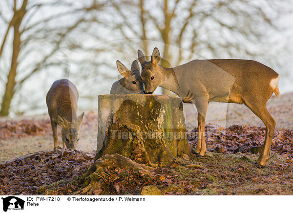 Rehe / roe deers / PW-17218