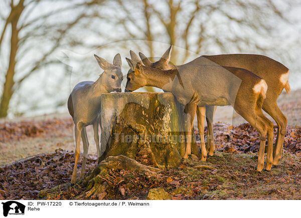 Rehe / roe deers / PW-17220