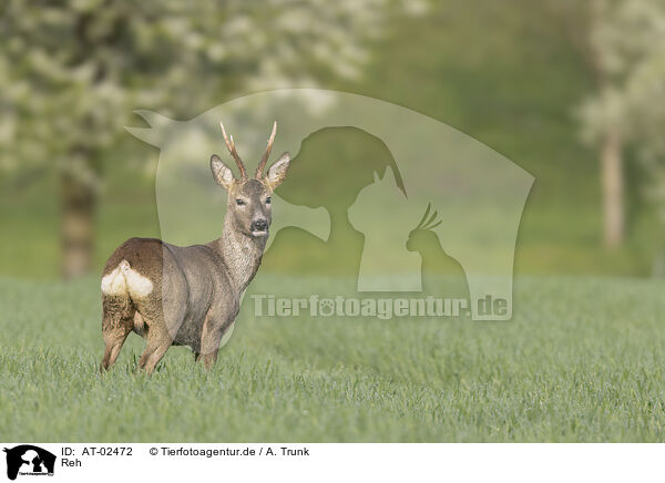 Reh / roe deer / AT-02472