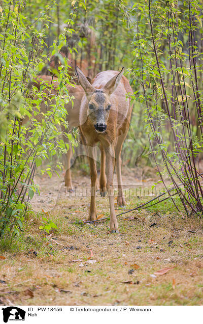 Reh / roe deer / PW-18456