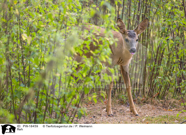 Reh / roe deer / PW-18459