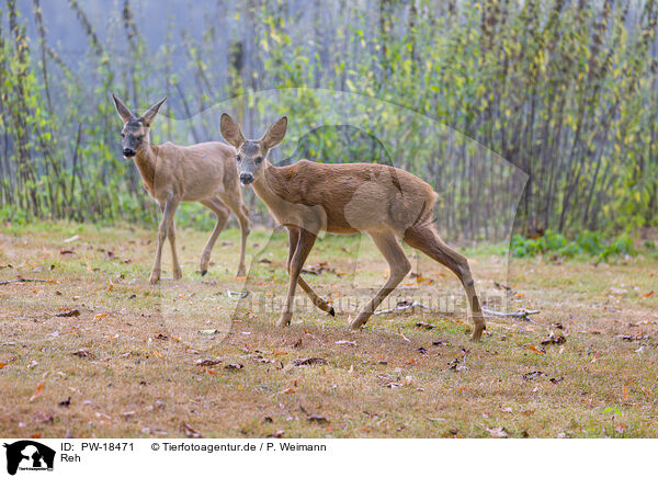 Reh / roe deer / PW-18471