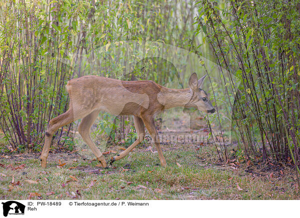 Reh / roe deer / PW-18489