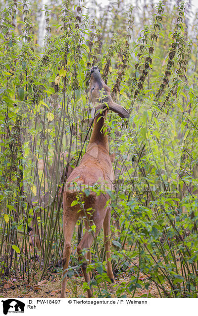 Reh / roe deer / PW-18497