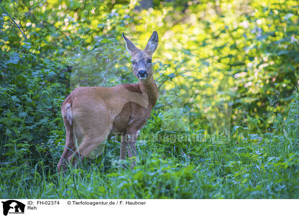 Reh / roe deer / FH-02374