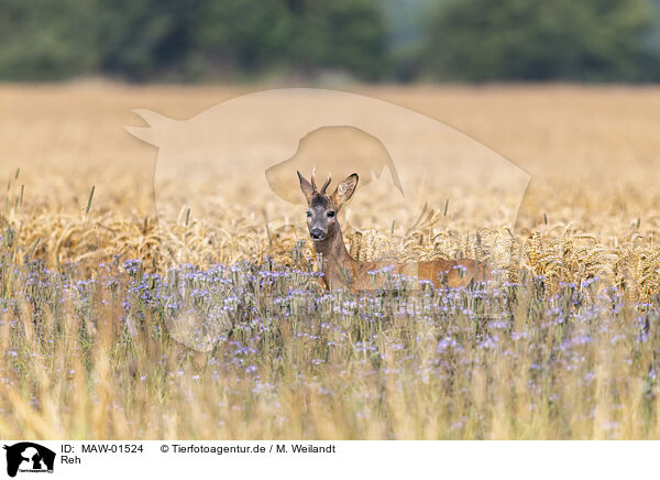 Reh / roe deer / MAW-01524