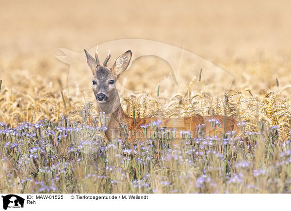 Reh / roe deer / MAW-01525