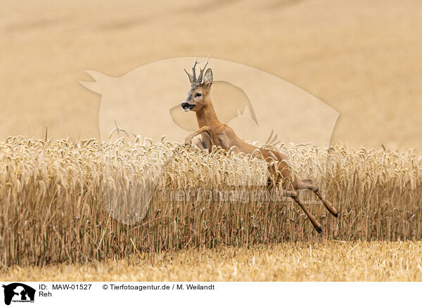 Reh / roe deer / MAW-01527
