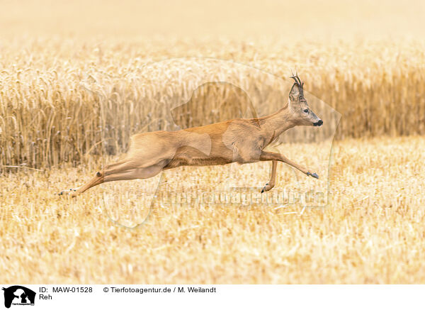 Reh / roe deer / MAW-01528