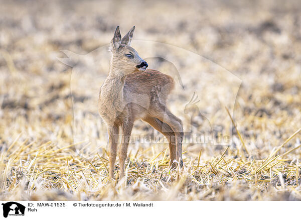 Reh / roe deer / MAW-01535
