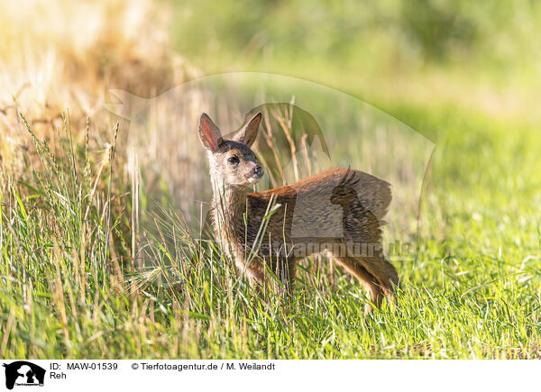 Reh / roe deer / MAW-01539