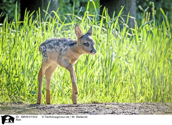 Reh / roe deer / MAW-01542