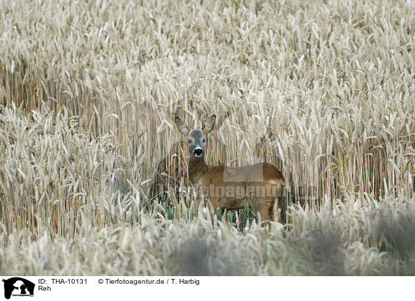 Reh / roe deer / THA-10131