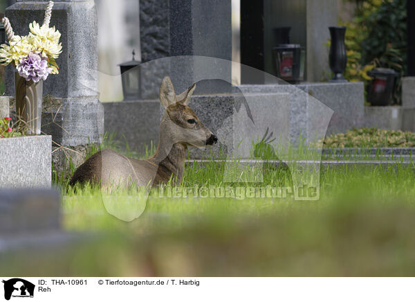 Reh / roe deer / THA-10961