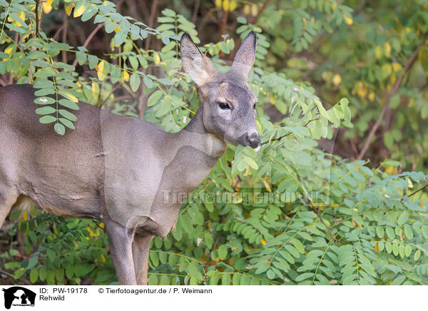 Rehwild / roe deer / PW-19178