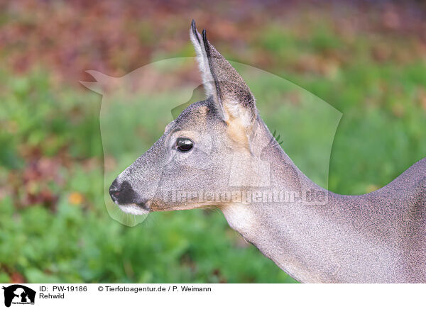 Rehwild / roe deer / PW-19186