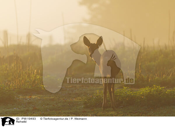 Rehwild / roe deer / PW-19493