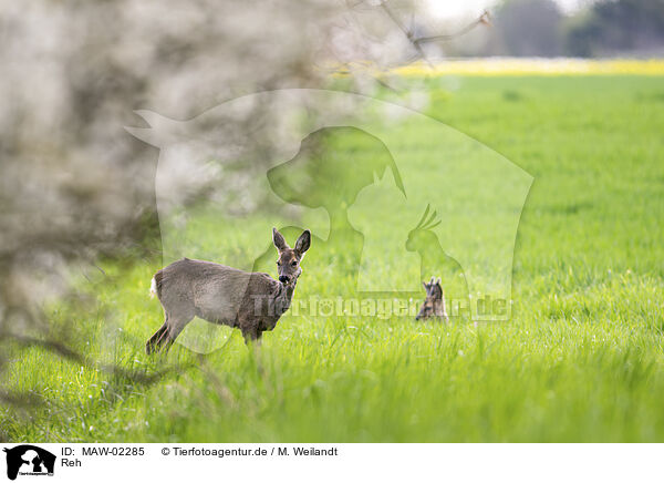 Reh / roe deer / MAW-02285