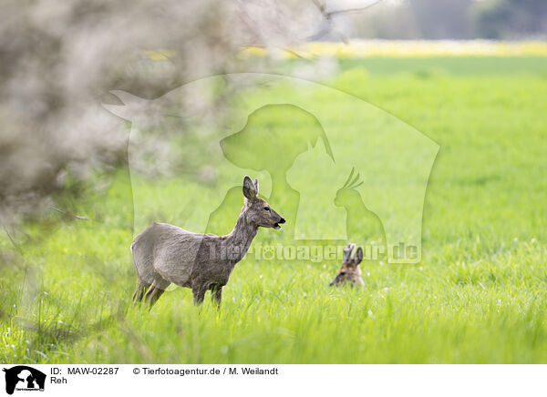 Reh / roe deer / MAW-02287