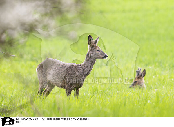 Reh / roe deer / MAW-02288