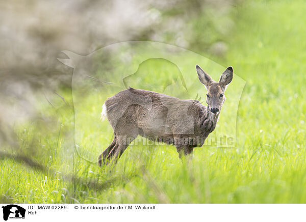 Reh / roe deer / MAW-02289