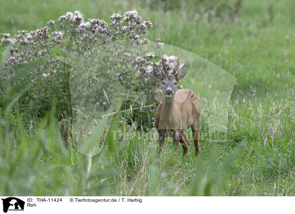 Reh / roe deer / THA-11424