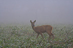 Reh bei Regen