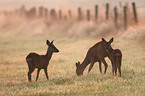 Rehe