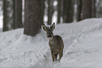 Reh steht im Schnee