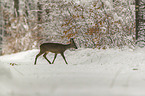 Reh luft durch den Schnee