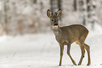 Reh luft durch den Schnee