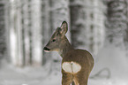 Reh im Schnee