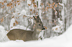 Reh steht im Schnee