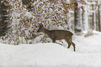 Reh luft durch den Schnee