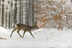Reh rennt durch den Schnee
