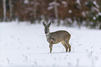 Reh luft durch den Schnee