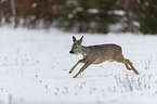 Reh rennt durch den Schnee