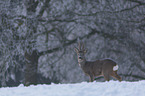 Rehbock im Schnee