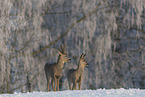 Rehbcke im Schnee