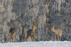 Rehbcke im Schnee